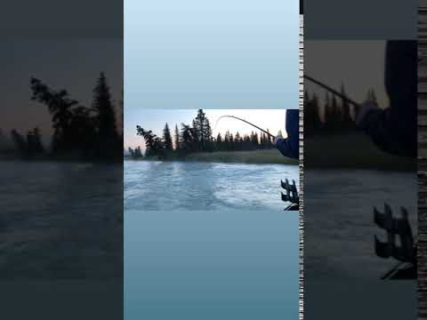 Kasilof River Late