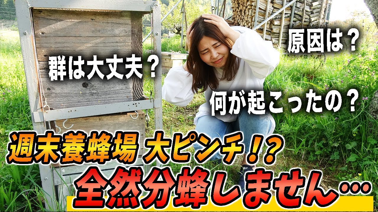 週末養蜂場大ピンチ！？分蜂しません・・・