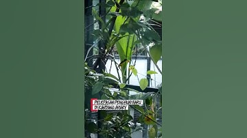Penghuni baru di aviary #birds #kicaumania #burung #kicaumanianusantara #burungkicau #aviary #konin