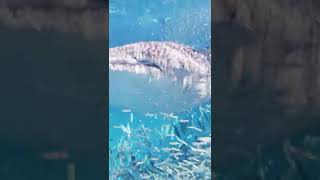 Rare footage of a whale shark hunting a school of fish in the ocean #shorts