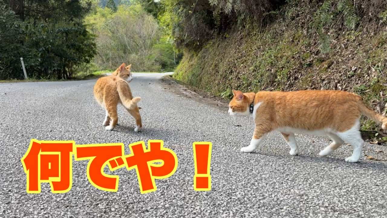 Cats living in a mountain village in Japan. - YouTube