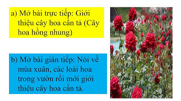 Khối 4   Tuần 25   TLV   Luyện tập xây dựng mở bài trong bài văn miêu tả cây cối