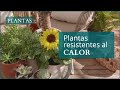 Plantas de EXTERIOR resistentes al SOL DIRECTO | Verdecora