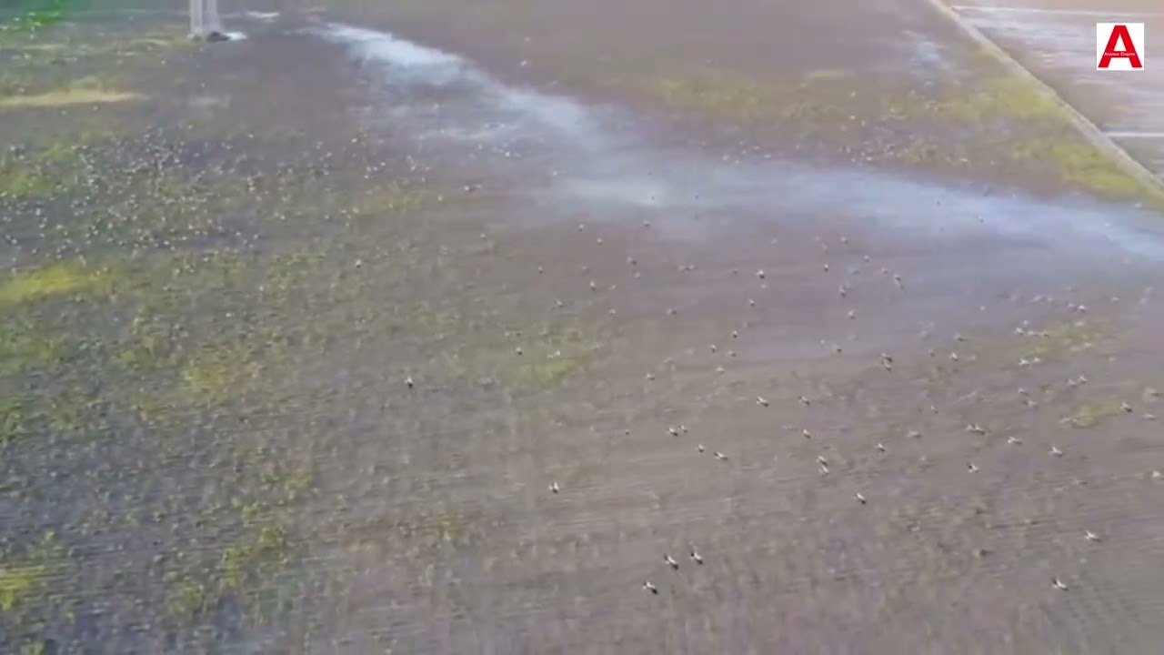 Amik Ovası’nda  Binlerce Leylek Göç Yolunda Dronla Görüntülendi