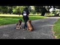 Albany Dog Trainer | 5 Month Mastadors, Loki And Boru Albany Dog Trainer | 5 Month Mastadors, Loki And Boru