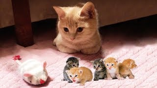 【面白い動画】 かわいい猫 - かわいい犬 - 最も面白いペットの動画 #85