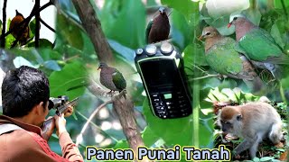 CRAZY‼️HUNTING PUNAI BIRD WITH THE SOUND OF A LIGHT HUNTING BAIT