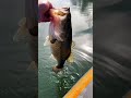 Winter PIG #bassfishing #swimbait #short