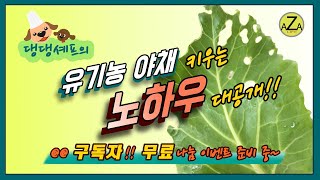 무농약  , 유기농 채소 키우기 노하우 공개!! 전원생활하며 텃밭을 직접 경험한~쌈야채 , 상추 무농약으로 키우는 방법 알아보기 친환경 채소 @@[댕댕셰프 10화]