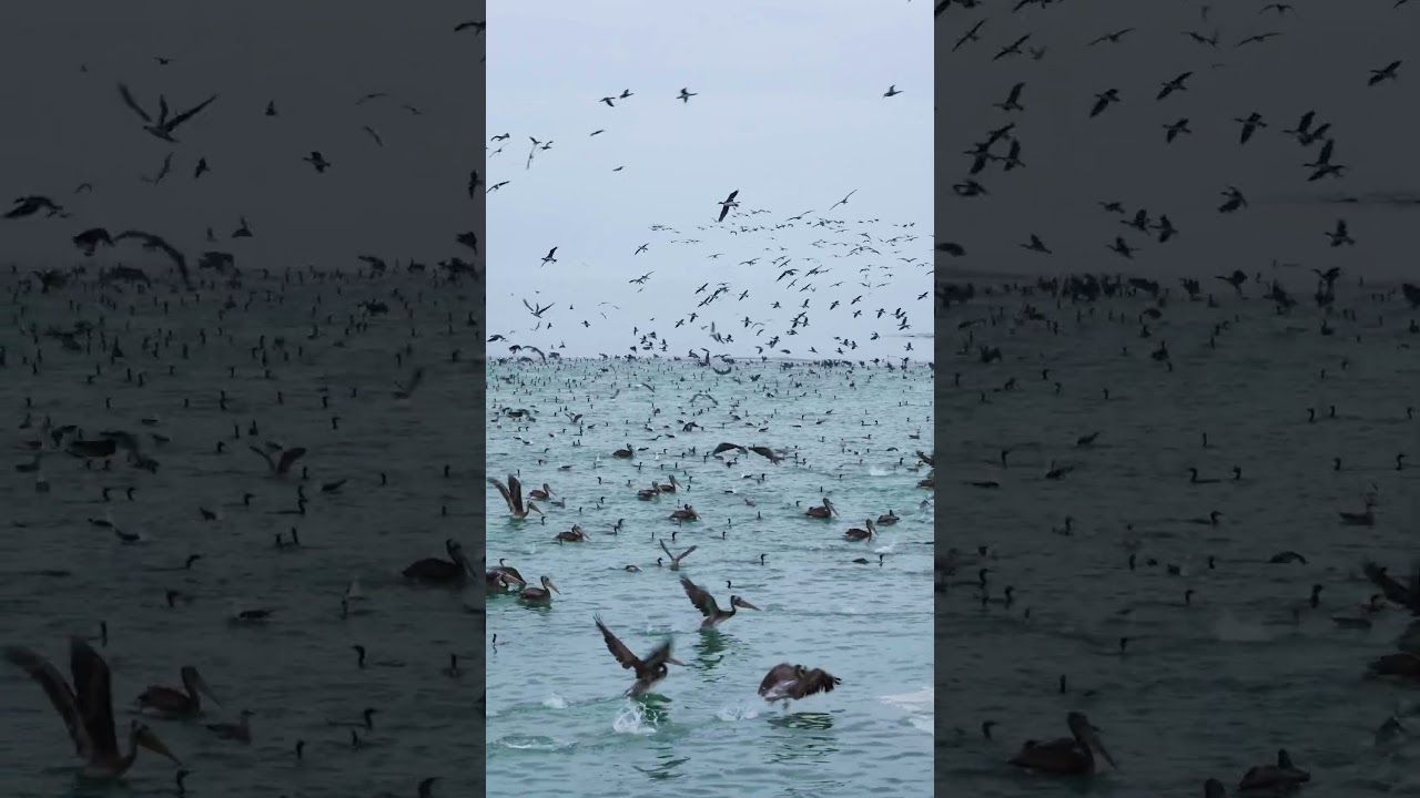 Seabird Flock: Feeding Frenzy Over the Pacific