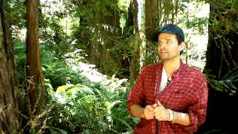 Hiking in the Redwoods with Stacey Hoopes (DP)