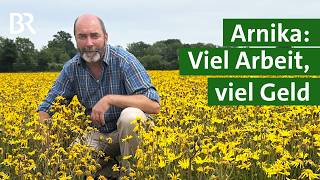Aufwendig, Aber Profitabel? Arnika-Anbau Für Salben Und Tinkturen Heilpflanze Unser Land Br