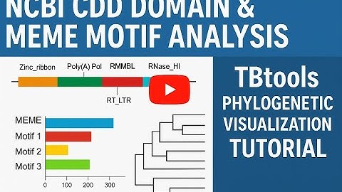 NCBI CDD Domain & MEME Motif Analysis | TBtools Phylogenetic Visualization Tutorial