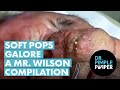 Soft pops galore a mr wilson compilation