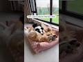 They always sleep together🐶 #dogproducts #petproducts #dogowners #catowners #petowners
