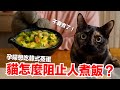 【好味小姐】孕婦想吃韓式蒸蛋，貓咪全面阻止我煮飯啊！｜貓副食食譜｜好味貓廚房EP183