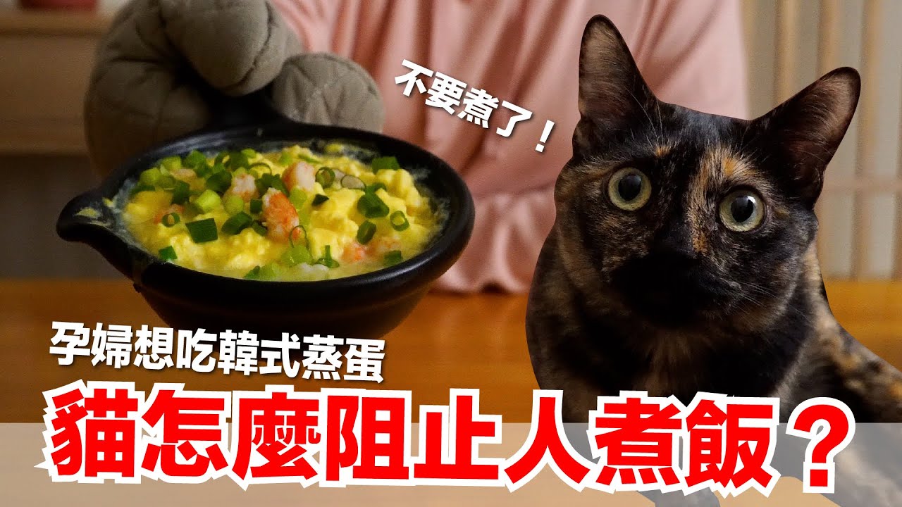 【好味小姐】孕婦想吃韓式蒸蛋，貓咪全面阻止我煮飯啊！｜貓副食食譜｜好味貓廚房EP183