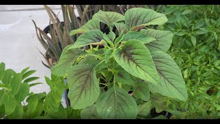 Vegetables That Can Grow Well in Very Hot Climate