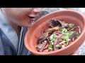 Make a spicy hairtail in the mountains，This is the perfect blend of two foods（红火带鱼，辣香四溢）