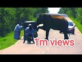 #elephants #attack  episode 40