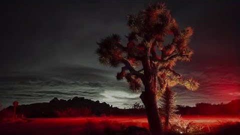 Joshua Tree Light Trails Stock Video