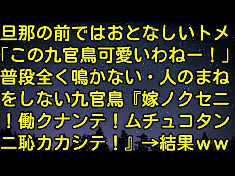 【スカッとする話】旦那の前ではおとなしいトメ「この九官鳥可愛いわねー！」普段全く鳴かない・人のまねをしない九官鳥『嫁ノクセニ！働クナンテ！ムチュコタンニ恥カカシテ！』→結果ｗｗ