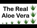 The real aloe vera