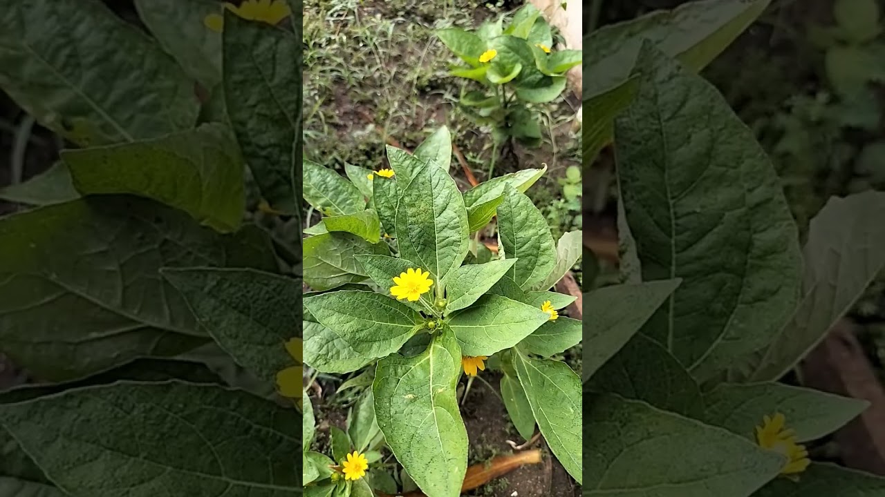 Bunga Matahari Mini!!!