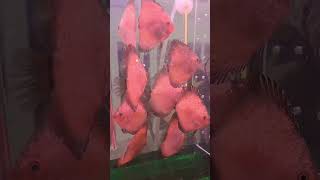 птичий рынок Баку Азербайджан аквариумные рыбки Дискусы короли аквариума цихлиды