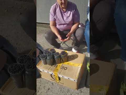 Воркута Столица мира
