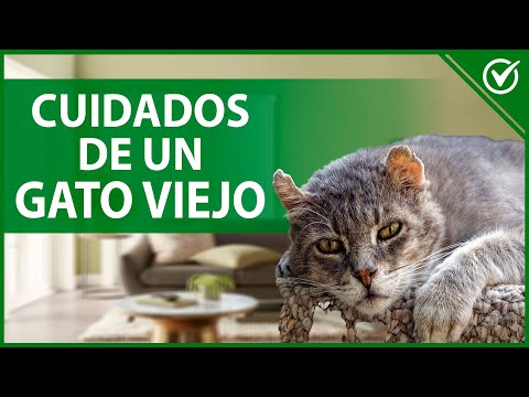 Video: Cómo cuidar a tu gato mayor