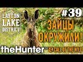 theHunter call of the wild #39 🔫 - Зайцы Окружили! - Лук, Арбалет, Винтовка - Заяц, Олень