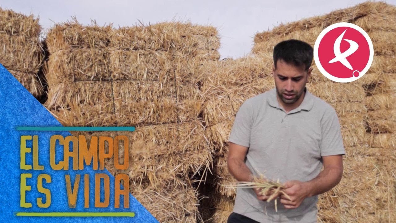 El ganado de Los Mellis tienen alimento para todo el invierno | El campo es vida