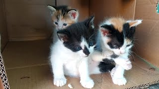 Cute Kittens Explore the Outdoors for the First Time