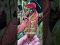 Nepenthes Boschiana x Mira #plantacarnivora #plantas #carnivorousplant #carnivorousplantcare