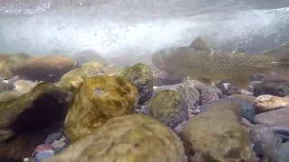 Outdoor Report: Yellowstone Cutthroat Trout saved by conservation efforts