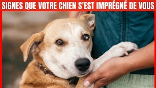 15 signes que votre chien vous considère comme sa Maman