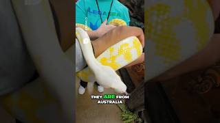 ALBINO CARPET PYTHON: FROM BABY TO BIG SNAKE! #shorts #reptiles #animals #youtubeshorts #wildlife