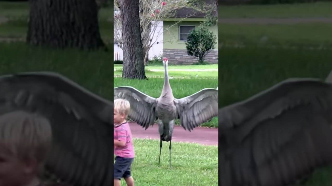 The Truth About Sandhill Cranes You Learn Growing Up In Florida