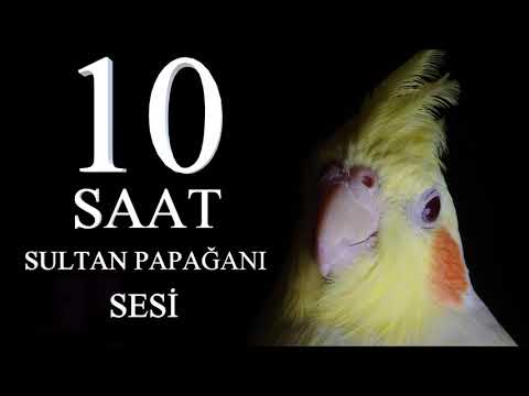 Sultan Papağanı Sesi Ötüşü 10 SAAT