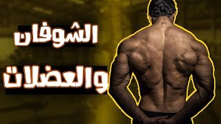 كل ما يتعلق بالشوفان | اهميته | علاقته بحرق الدهون وزيادة العضلات !!