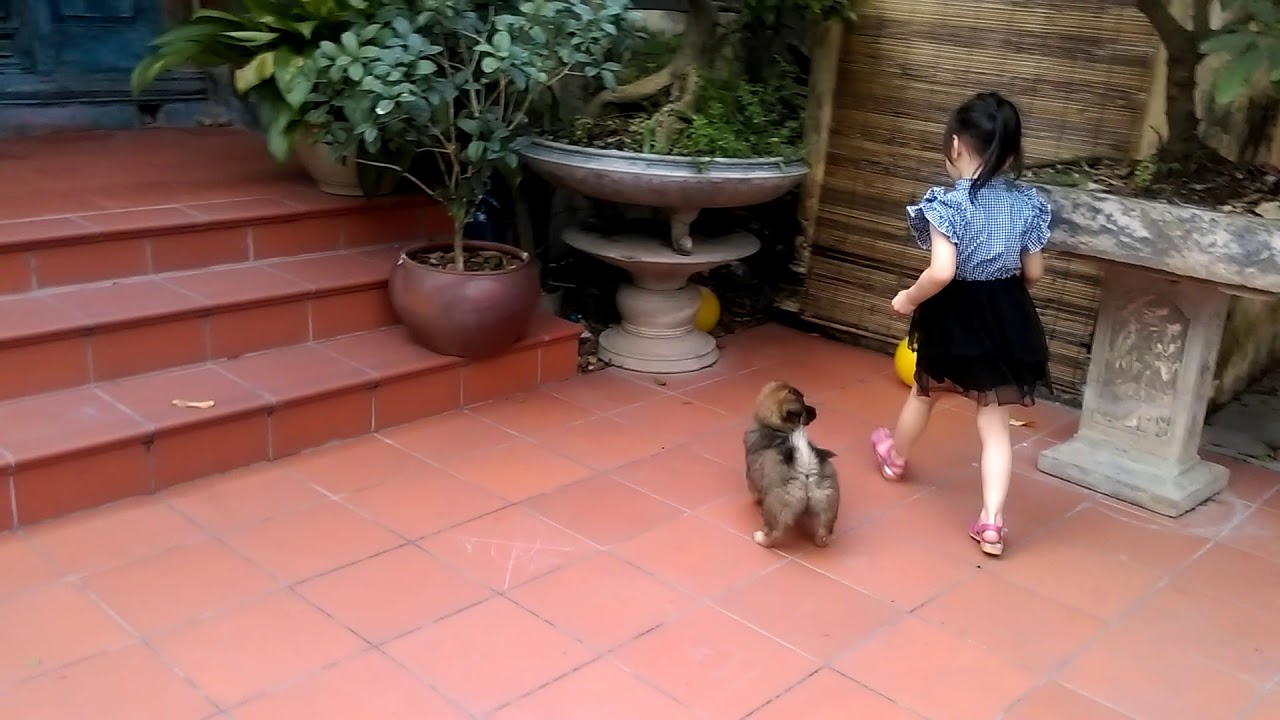 Chó Mun đá bóng nè - YouTube