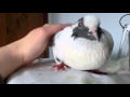 Latte the pigeon wants cuddles (read description)