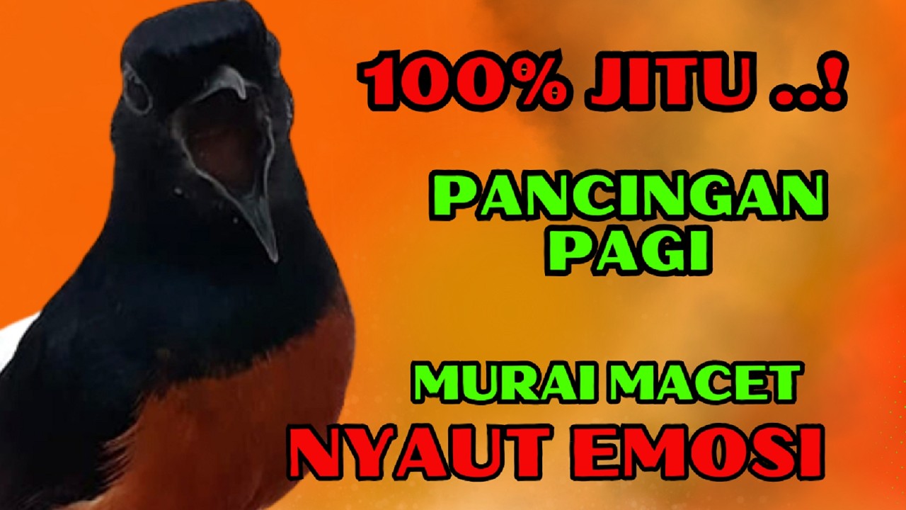 PANCINGAN PAGI-PAGI AGAR MURAI GACOR❗❗ MURAI MACET PASTI NYAUT EMOSI❗❗