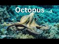 The Amazing Abilities of Octopuses