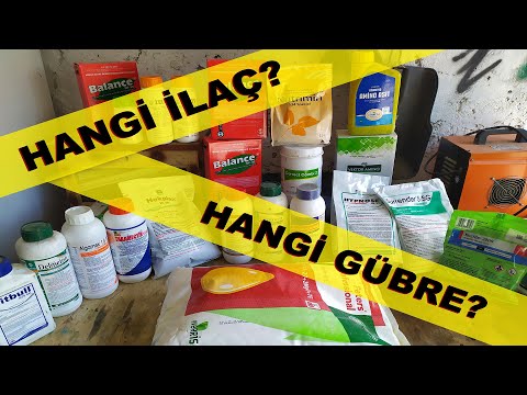 Video: Güveler için halk ilaçları