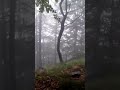 #walking in the beautiful magic forest of Italy#nobody here so quiet