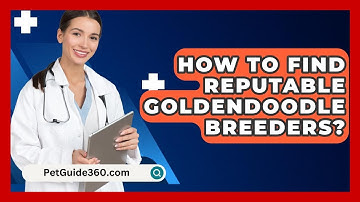 How To Find Reputable Goldendoodle Breeders? - PetGuide360.com