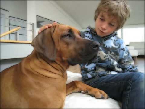 rhodesian ridgeback with kids