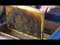Первый осмотр пчелиных семей весной (март 2015 г.)
